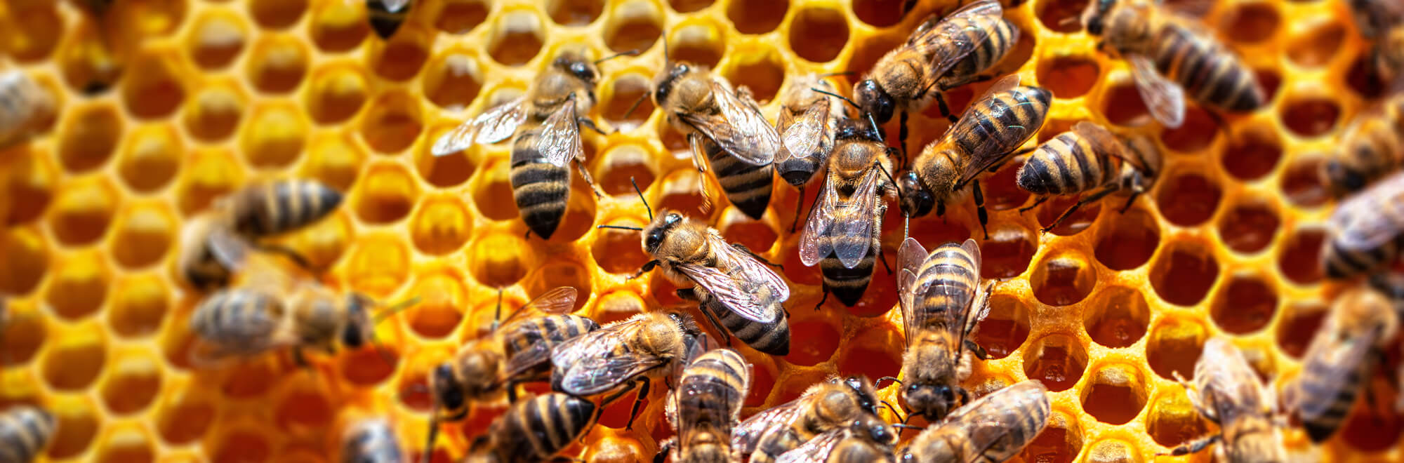 a close-up photo of honey bees gathered on top of a bright yellow honeycomb