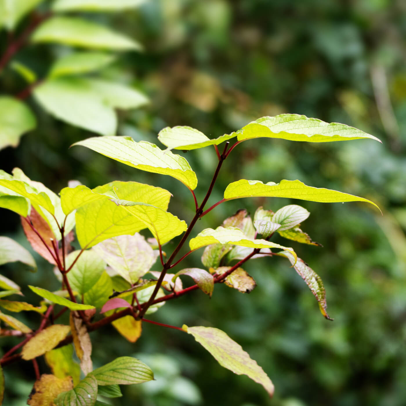 the brand of a sapling spreading out into the sunlight with fresh new leaves